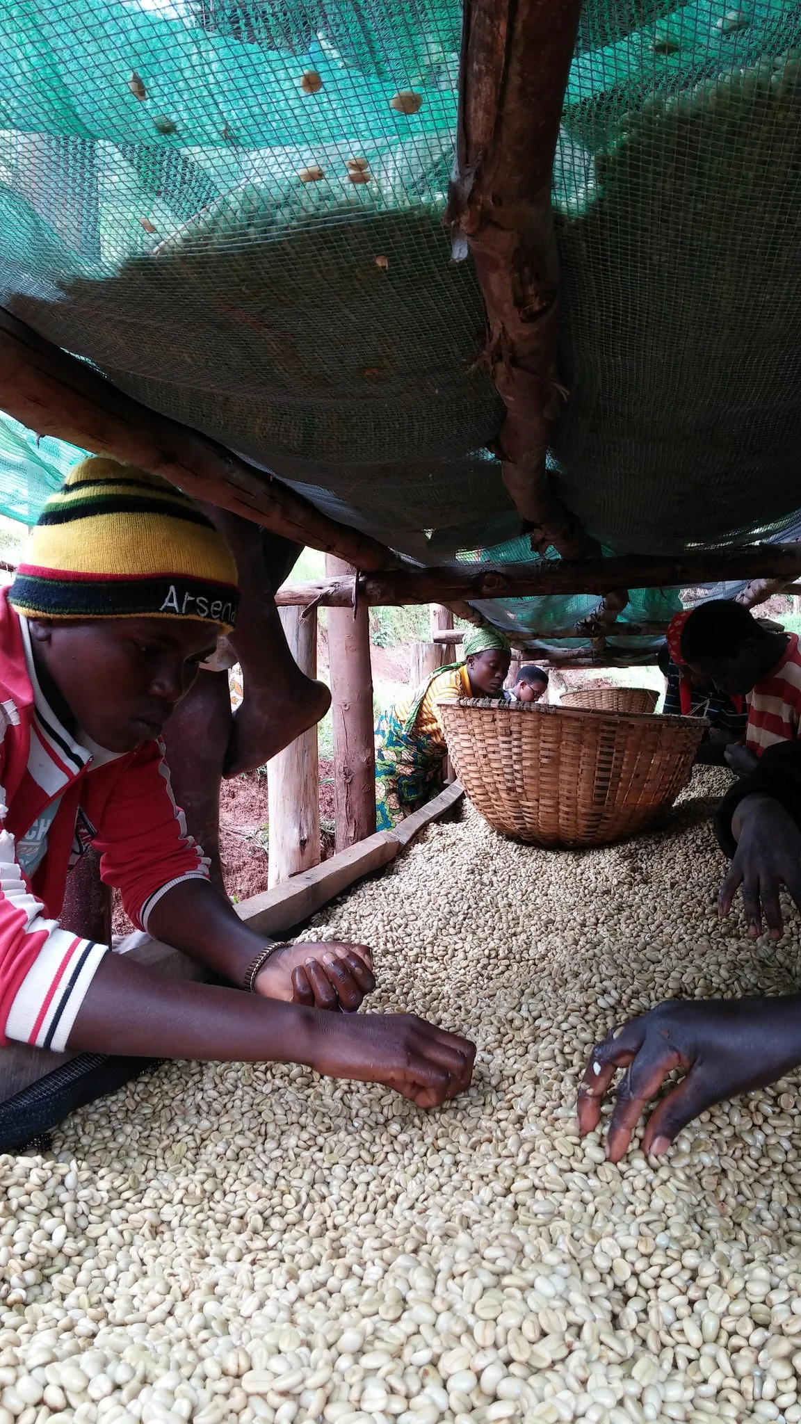 Kaffe grønn råkaffe 500g Honduras - Image 4