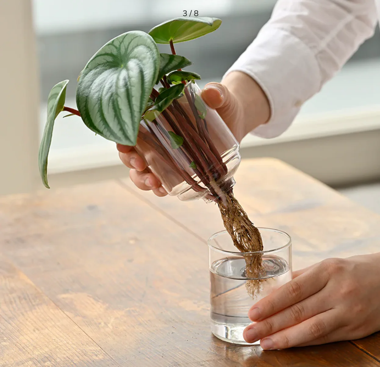 Hario glass flower hydroponisk vase - Image 2