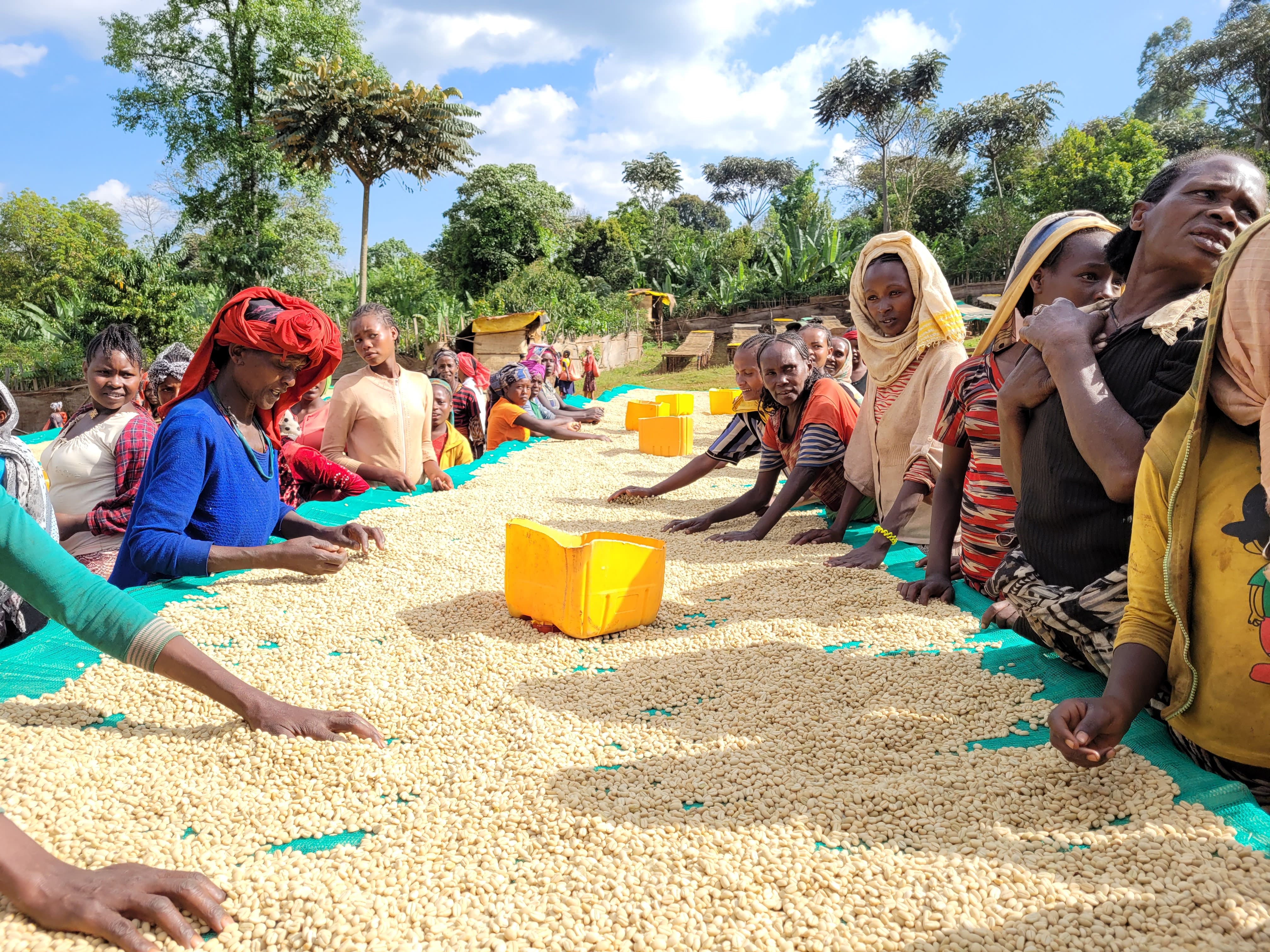 Kaffebønner 1kg Etiopia Refisa Nensebo Økologisk - Image 3