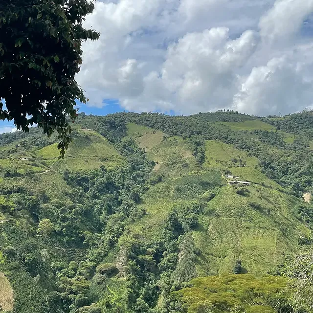 Kaffebønner Colombia La Serrania Dekaffeinert 250g - Image 3